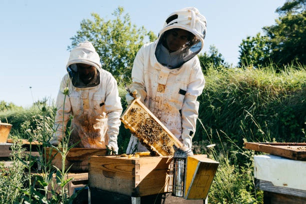 bee keep suit