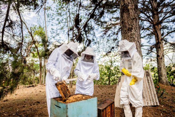 ventilated bee suit