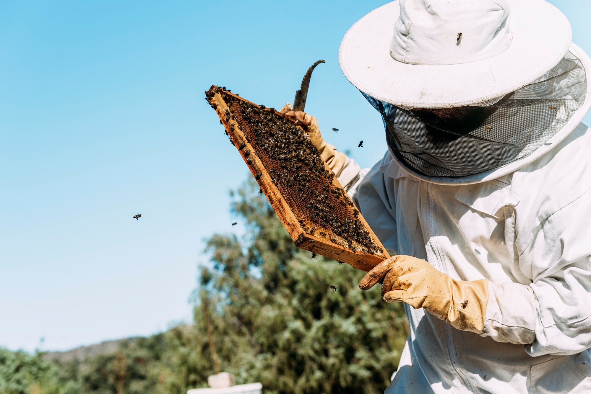 safta bee bee suit uk